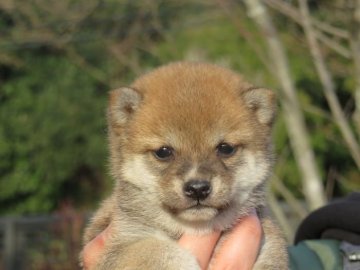 柴犬(豆柴)【大分県・男の子・2022年1月8日・あか】の写真「目がぱっちりして人懐っこい男の子です。」