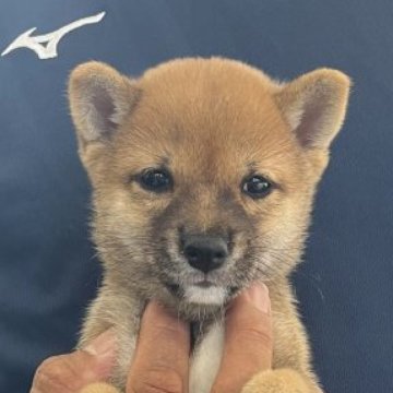 柴犬(豆柴)【大分県・男の子・2024年8月30日・赤】の写真「父犬体高２８ｃｍ、母犬体高２５ｃｍ（極小認定犬）」