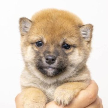 柴犬(豆柴)【大分県・男の子・2023年10月15日・あか】の写真「雄らしい奥目です。優しい目をしています。」