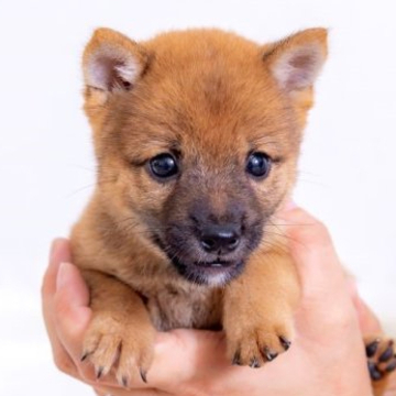 柴犬(豆柴)【大分県・男の子・2022年7月8日・あか】の写真「とっても元気で小さいです。鼻の周りの黒はとれます。」