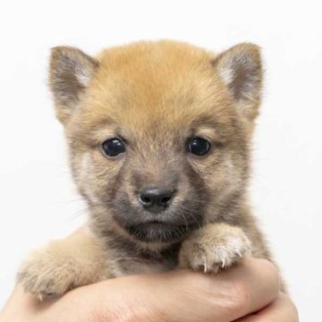 柴犬(豆柴)【大分県・男の子・2023年1月29日・あか】の写真「極小豆柴犬です。本日で約700gです。」