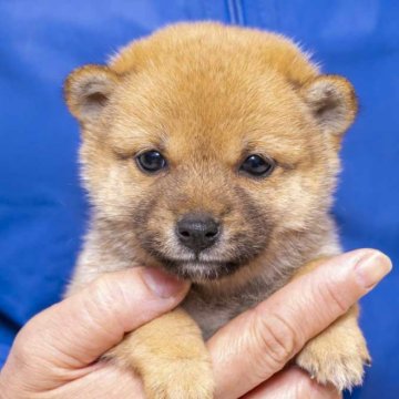 柴犬(豆柴)【大分県・女の子・2023年12月14日・赤】の写真「とっても優しい性格です。よく食べて元気です。」