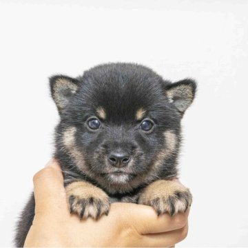 柴犬(豆柴)【大分県・男の子・2024年6月5日・黒】の写真「父犬体高２６ｃｍ（極小認定犬）母犬体高２６ｃｍです」