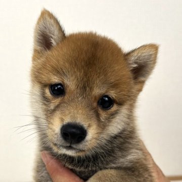 柴犬(豆柴)【大分県・男の子・2024年7月1日・赤】の写真「父犬体高２６ｃｍ（極小認定犬）母犬体高２７ｃｍです」