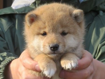 柴犬(豆柴)【大分県・男の子・2022年1月22日・あか】の写真「目がぱっちりして人懐っこい男の子です。」