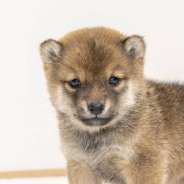 柴犬(豆柴)【大分県・男の子・2023年11月27日・赤】の写真「今は少し黒いですが成犬になれば綺麗な赤になります」