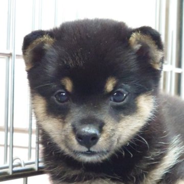 柴犬(豆柴)【大分県・男の子・2024年6月5日・黒】の写真「父犬体高２６ｃｍ（極小認定犬）母犬体高２６ｃｍです」