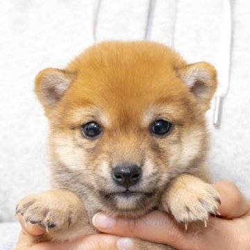 柴犬(豆柴)【大分県・男の子・2023年11月9日・赤】の写真「兄弟とっても目が綺麗で可愛い男の子です。」