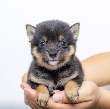 柴犬(豆柴)【大分県・女の子・2022年7月31日・くろ】の写真「超極小豆柴犬です。９／２１現在４６０ｇで元気です。」