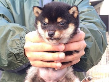 柴犬(豆柴)【大分県・女の子・2021年12月7日・くろ】の写真「たぬき顔で極小豆柴犬の雌です。」