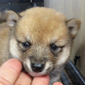 柴犬(豆柴)【大分県・男の子・2022年4月29日・あか】の写真「目がぱっちりしてたぬき顔人懐っこいイケメン君です。」