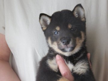 柴犬(豆柴)【大分県・男の子・2021年5月1日・黒】の写真「顔立ちがはっきりして人懐っこい男の子です。」