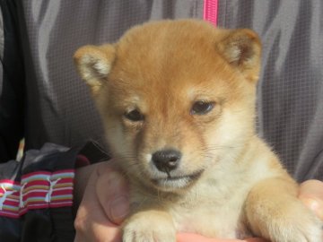 柴犬(豆柴)【大分県・男の子・2021年12月5日・たぬき顔の赤い男の子】の写真「兄妹ともたぬき顔で極小豆柴犬です。」