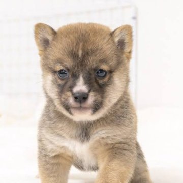 柴犬(豆柴)【大分県・男の子・2023年11月7日・赤】の写真「目がとっても綺麗で良く食べて元気いっぱいです。」