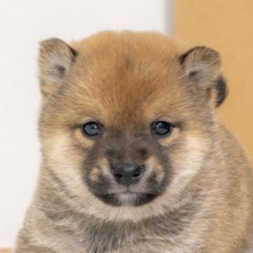 柴犬(豆柴)【大分県・男の子・2023年10月13日・あか】の写真「雄らしい目をして人懐っこい性格です。」