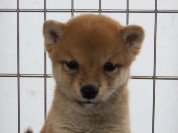 柴犬(豆柴)【大分県・男の子・2021年6月26日・あか】の写真「目がぱっちりして人懐っこい男の子です。」