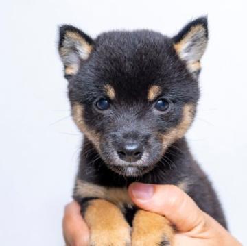 柴犬(豆柴)【大分県・女の子・2022年7月14日・くろ】の写真「目がぱっちりで元気な豆柴犬の女の子。」