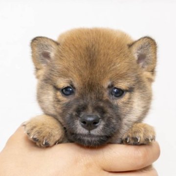 柴犬(豆柴)【大分県・男の子・2023年9月27日・あか】の写真「鼻が黒いですが成犬までには黒いのがなくなります。」