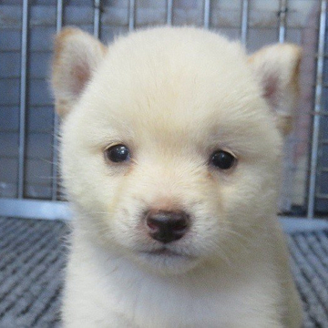 柴犬(豆柴)【大分県・男の子・2022年5月24日・しろ】の写真「白色が綺麗で珍しい黒鼻の男の子です。」