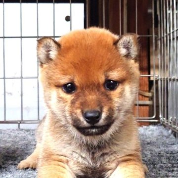 柴犬(豆柴)【大分県・男の子・2023年11月27日・赤】の写真「目がとっても綺麗で良く食べて元気いっぱいです。」