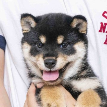 柴犬(豆柴)【大分県・女の子・2024年5月15日・黒】の写真「体高母犬２７ｃｍ父犬２８ｃｍで凄く可愛い顔してます」