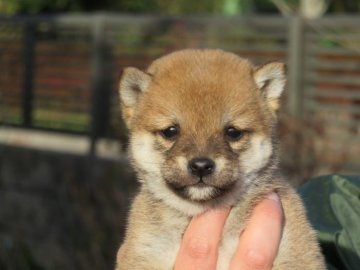 柴犬(豆柴)【大分県・男の子・2022年1月8日・あか】の写真「目がぱっちりして人懐っこい男の子です。」