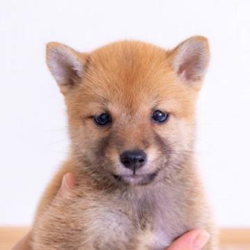 柴犬(豆柴)【大分県・女の子・2022年7月8日・あか】の写真「とっても元気で食欲もりもりでも小さい豆柴犬です。」