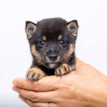 柴犬(豆柴)【大分県・男の子・2022年7月26日・くろ】の写真「とっても元気で食欲旺盛な小さな豆柴犬です。」