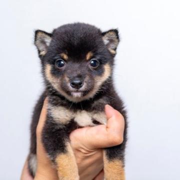 柴犬(豆柴)【大分県・女の子・2022年7月16日・くろ】の写真「目がぱっちりで元気な極小豆柴犬の女の子。」