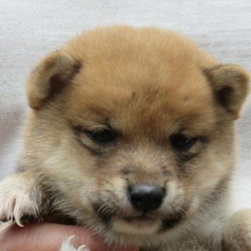 柴犬(豆柴)【大分県・男の子・2022年4月29日・あか】の写真「目がぱっちりして人懐っこいイケメン君です。」