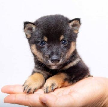 柴犬(豆柴)【大分県・男の子・2022年7月16日・くろ】の写真「目がぱっちりで元気な黒の超極小豆柴犬の男の子です。」