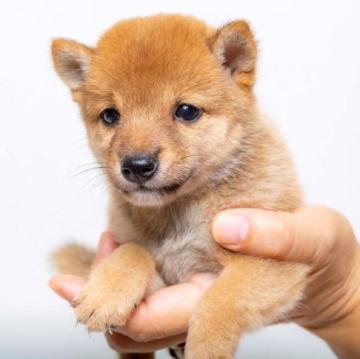 柴犬(豆柴)【大分県・女の子・2022年7月26日・あか】の写真「目がぱっちりで赤がとっても綺麗な女の子です」