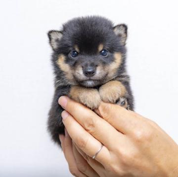 柴犬(豆柴)【大分県・男の子・2022年8月8日・くろ】の写真「目がぱっちりして人懐っこい男の子です。」