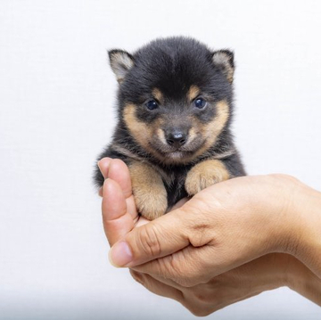 柴犬(豆柴)【大分県・男の子・2022年8月8日・くろ】の写真「目がぱっちりして人懐っこい男の子です。」