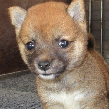 柴犬(豆柴)【大分県・女の子・2022年4月19日・あか】の写真「手のひらサイズで元気な超極小豆柴犬です。」