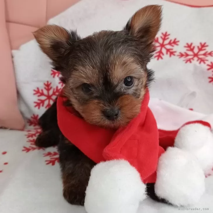 のり 様のお迎えした子犬