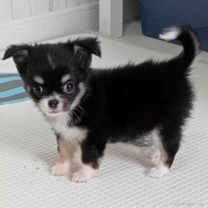 るなちゃん 様のお迎えした子犬