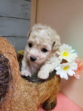 マルチーズ×プードル【神奈川県・女の子・2019年11月22日・クリーム】の写真「まん丸おめめの女の子です❣️」