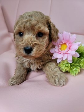 トイプードル(トイ)【神奈川県・男の子・2021年3月14日・アプリコット】の写真「甘えん坊男子です😊」