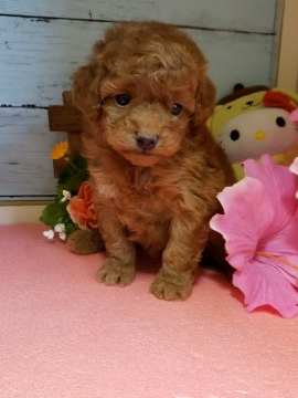 トイプードル(トイ)【神奈川県・女の子・2019年9月13日・レッド】の写真「可愛子ちゃんです❣️」