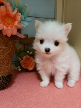 ポメラニアン×チワワ【神奈川県・女の子・2019年11月14日・クリーム】の写真「小ぶりの可愛い女の子です❣️」