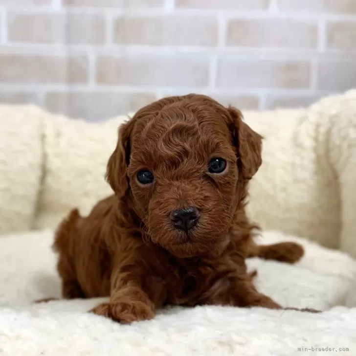 S.T 様のお迎えした子犬