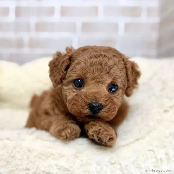 さくら 様のお迎えした子犬