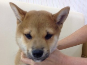 柴犬(標準サイズ)【北海道・男の子・2013年10月13日・赤】の写真「最終お値下げ5万円！」