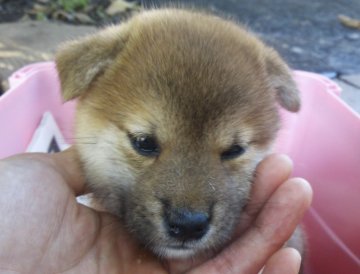 柴犬(標準サイズ)【北海道・女の子・2013年7月15日・赤】の写真「かわいいお顔の女の子♪」