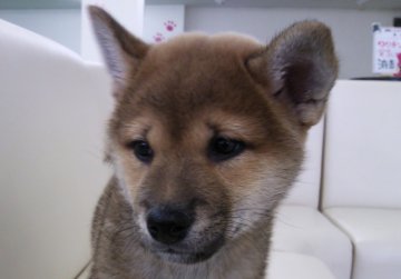 柴犬(標準サイズ)【北海道・男の子・2013年8月21日・赤】の写真「1月5日までの特別価格！」