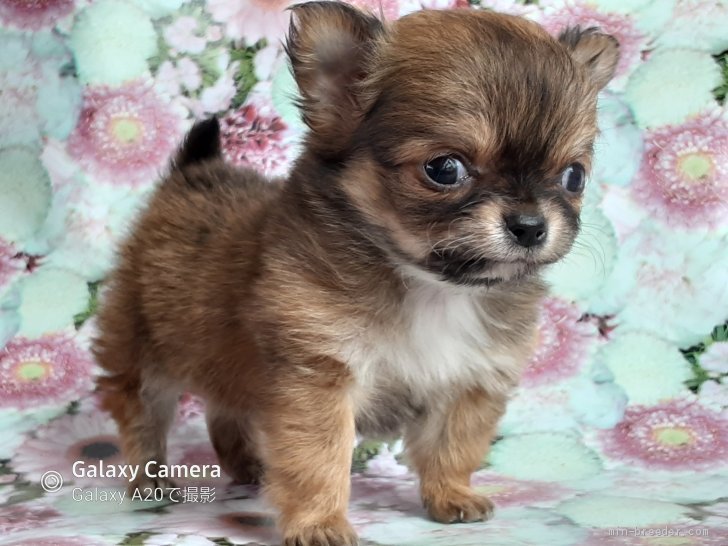 チワワ ロング 鹿児島県 男の子 21年3月24日 フォーン お顔のつまった子です みんなのブリーダー 子犬id 2105