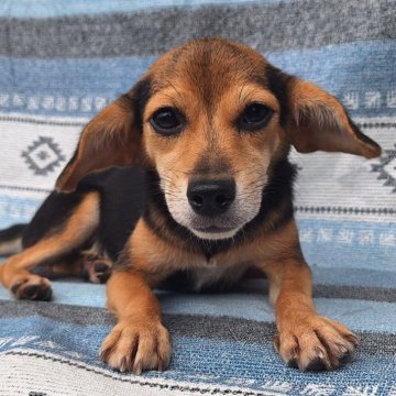 ミックス(柴犬×ビーグル)【鹿児島県・女の子・2024年2月14日・ブラック&タン】の写真「性格の良い子です✨」