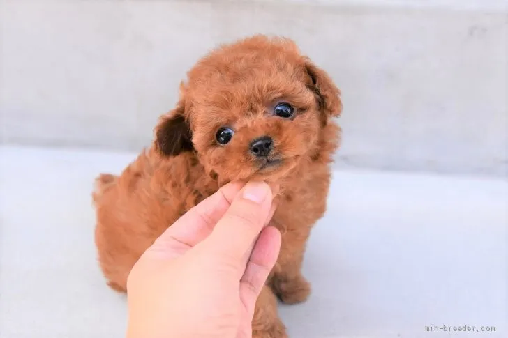 みぞ 様のお迎えした子犬