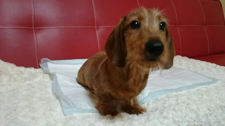 ID：1808-00613の子犬